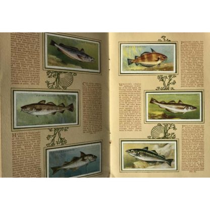 1930's Cigarette Cards - An Album of Sea Fishes